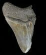Partial, Megalodon Tooth - Serrated Blade #61665-1